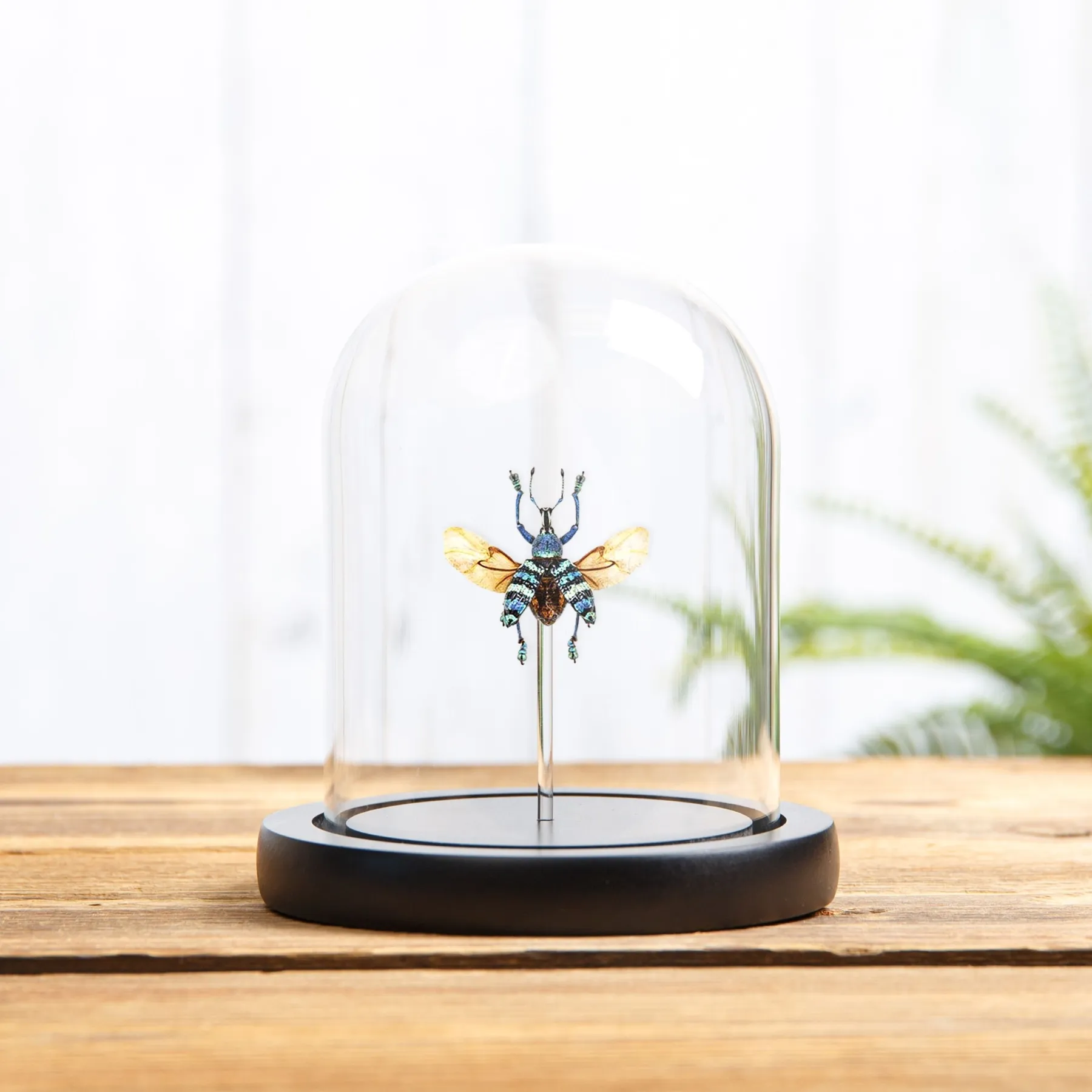 Minibeast Blauwe snuitkever met gespreide vleugels in glazen stolp (Eupholus magnificus)