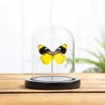 Minibeast Jezebel Butterfly In Glass Dome (Delias splendida)