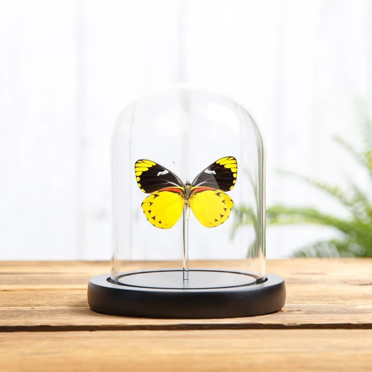 Jezebel-Schmetterling in einer Glasglocke (Delias splendida)