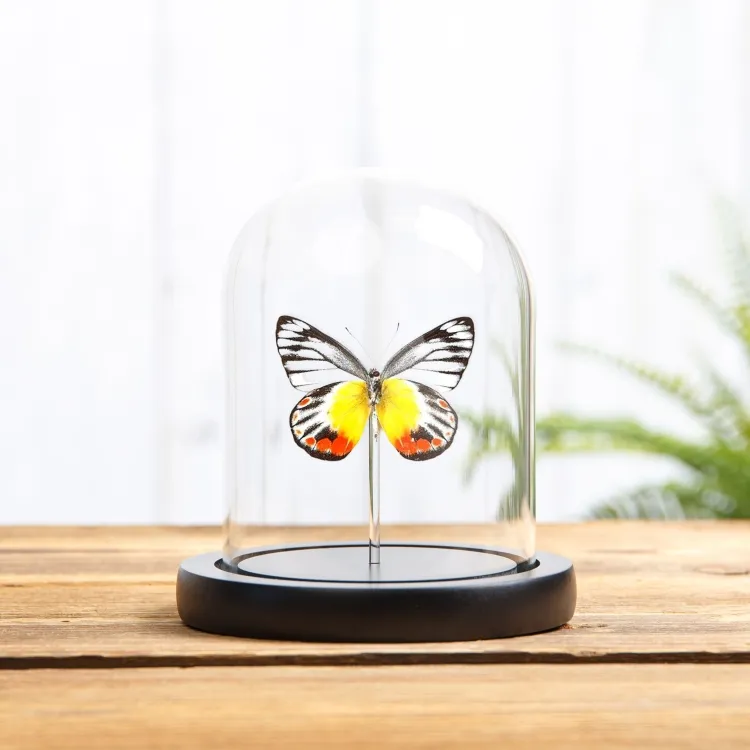 Delias Butterfly In Glass Dome (Delias periboea)