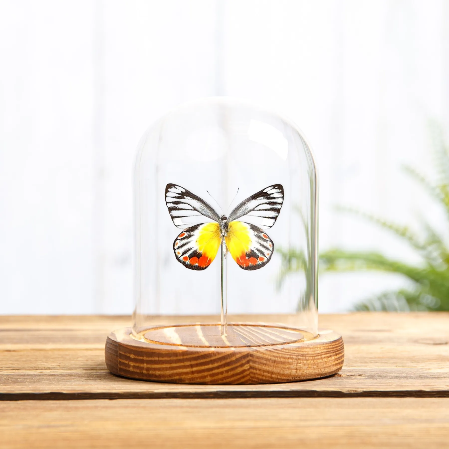 Delias Butterfly In Glass Dome (Delias periboea) Minibeast Delias Butterfly In Glass Dome (Delias periboea)
