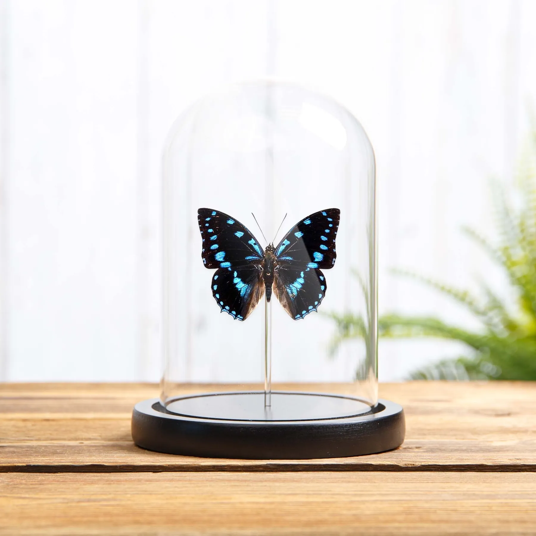 Minibeast Blauwvlekkige Charaxes in Glazen Stolp (Charaxes ameliae)
