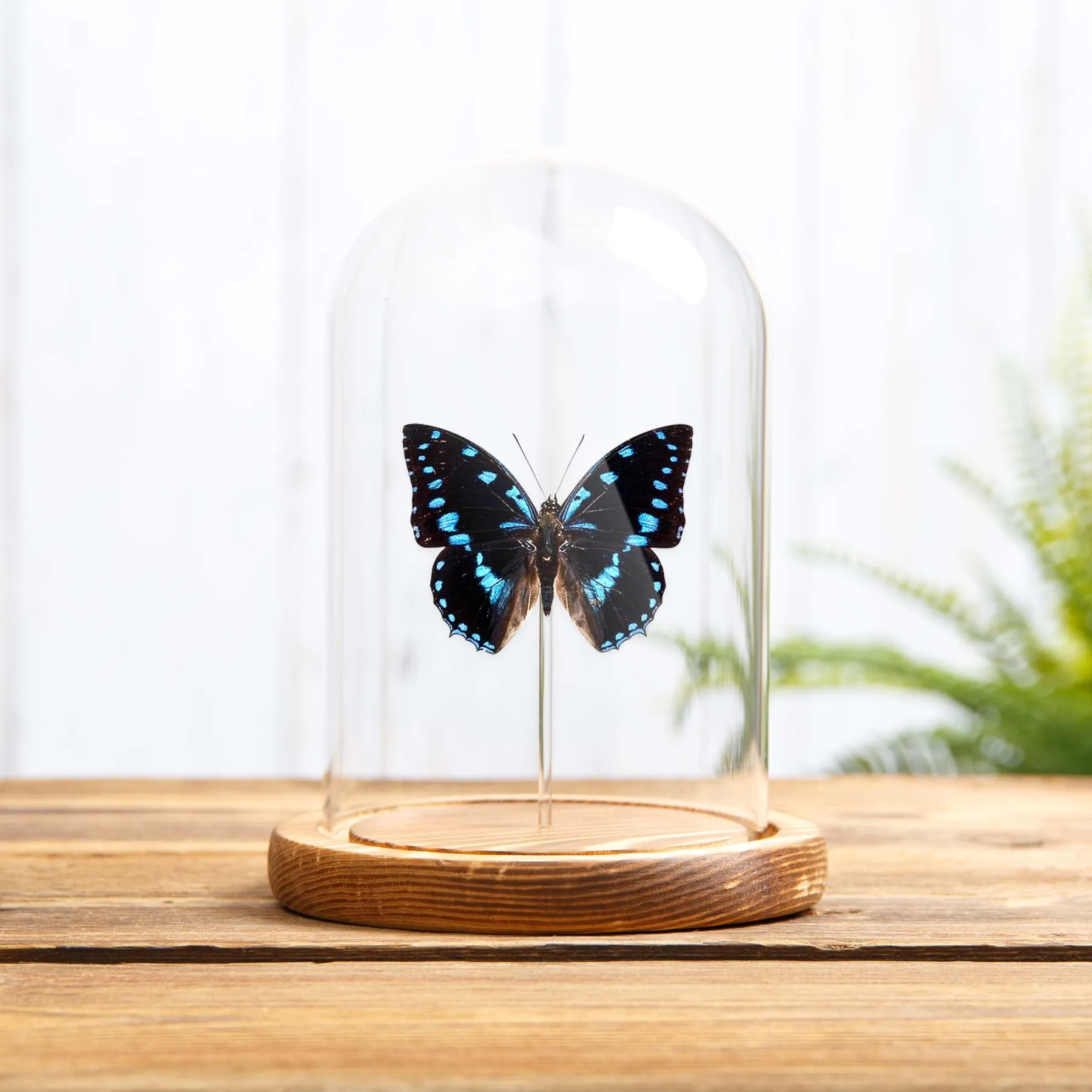 Minibeast Blauwvlekkige Charaxes in Glazen Stolp (Charaxes ameliae)