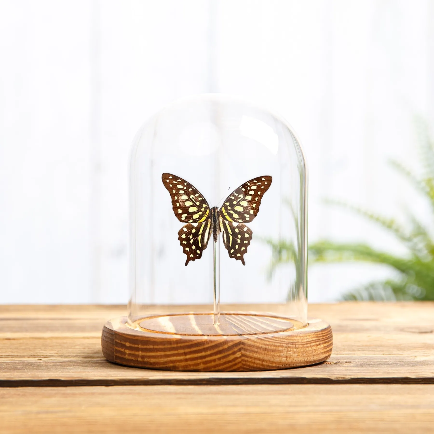 Minibeast Mariposa cola de golondrina arrendajo con cola en campana de vidrio (Graphium agamemnon)
