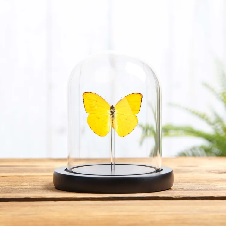 Apricot Sulphur In Glass Dome (Phoebis argante)