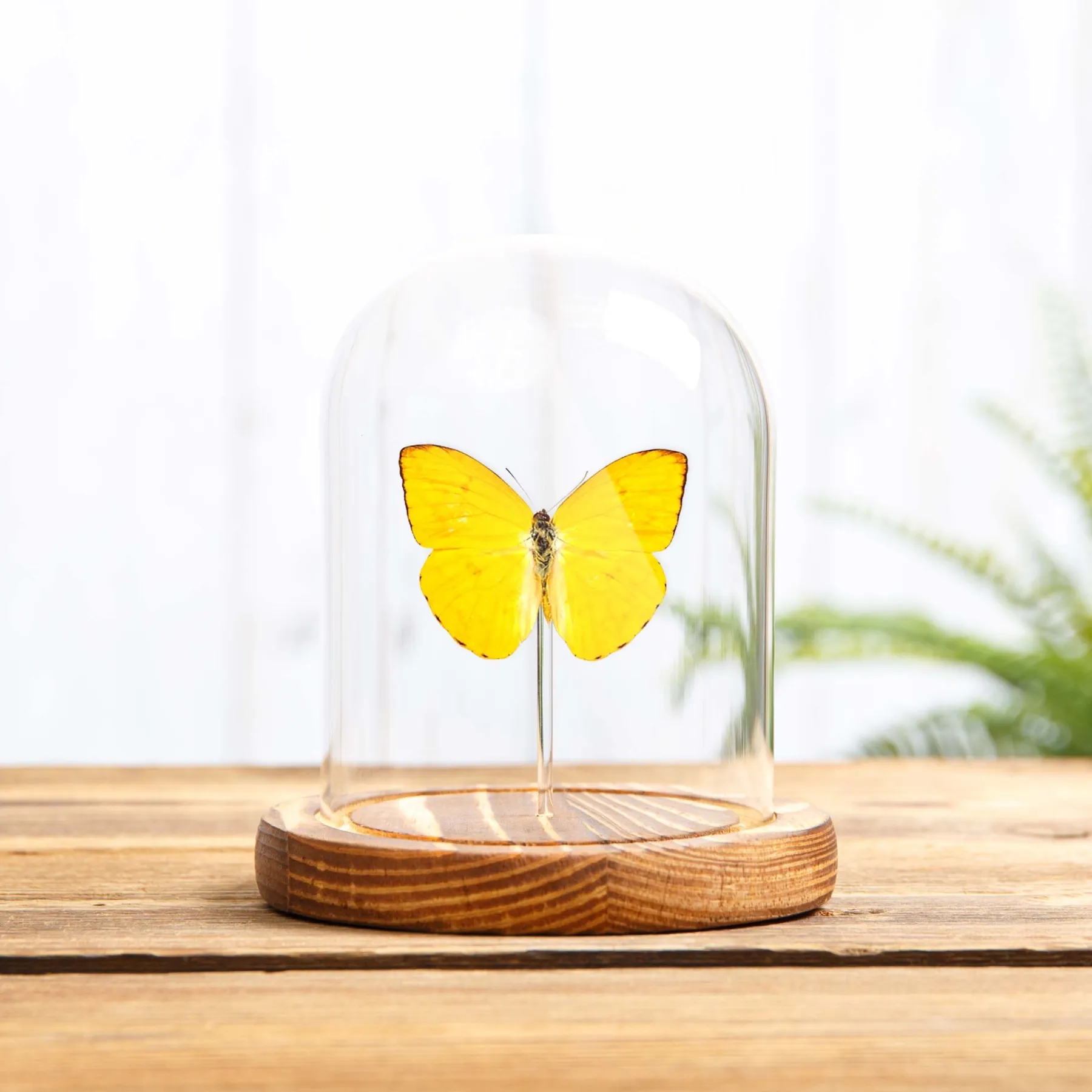 Minibeast Apricot Sulphur In Glass Dome (Phoebis argante)