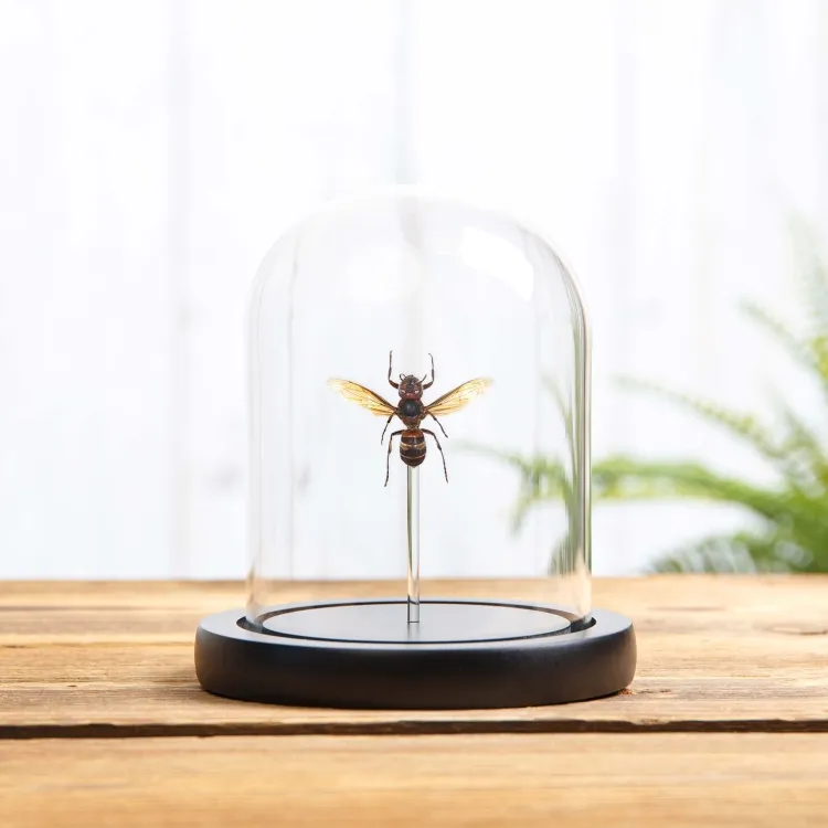 Frelon à Ventre Jaune sous cloche en verre (Vespa analis)