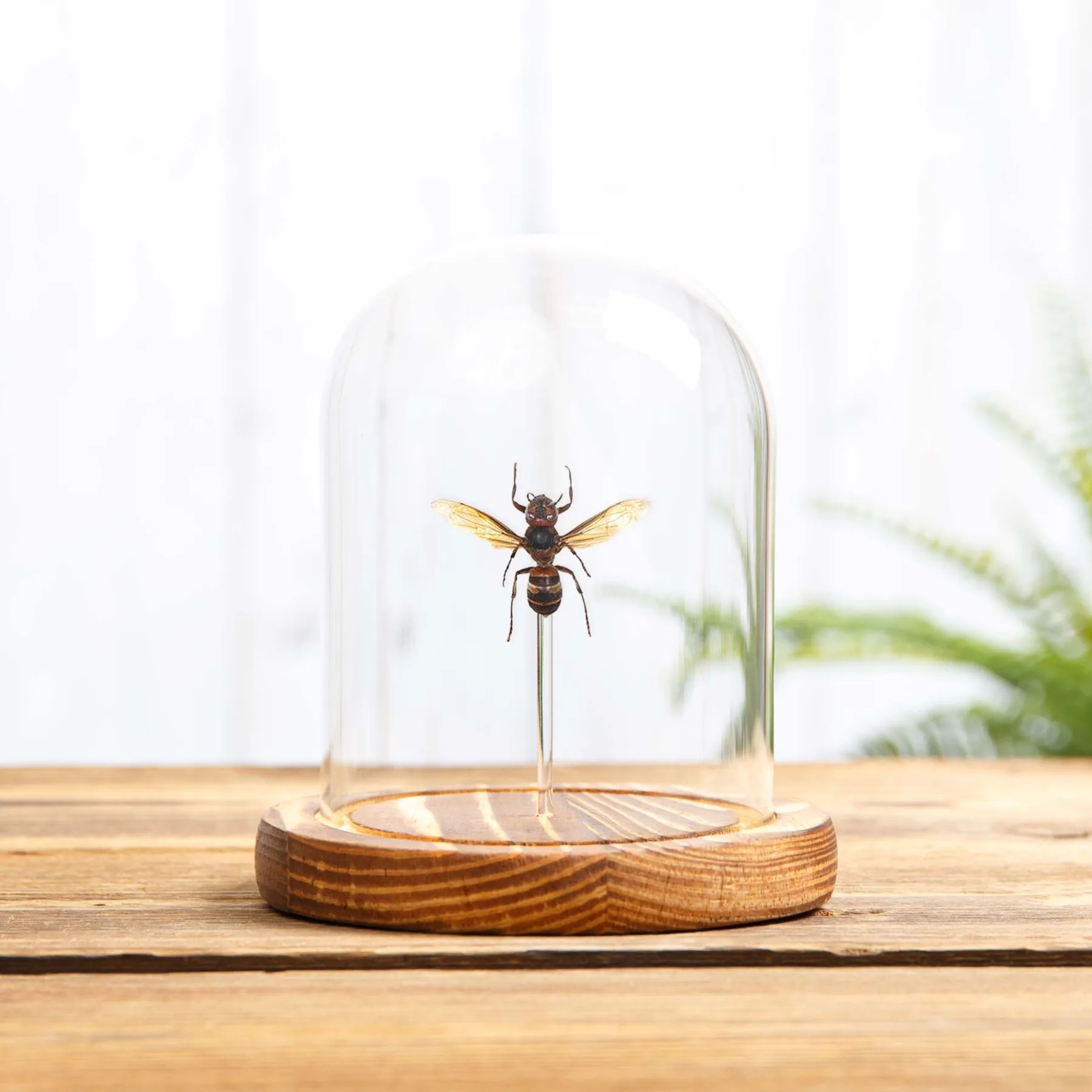 Minibeast Frelon à Ventre Jaune sous cloche en verre (Vespa analis)