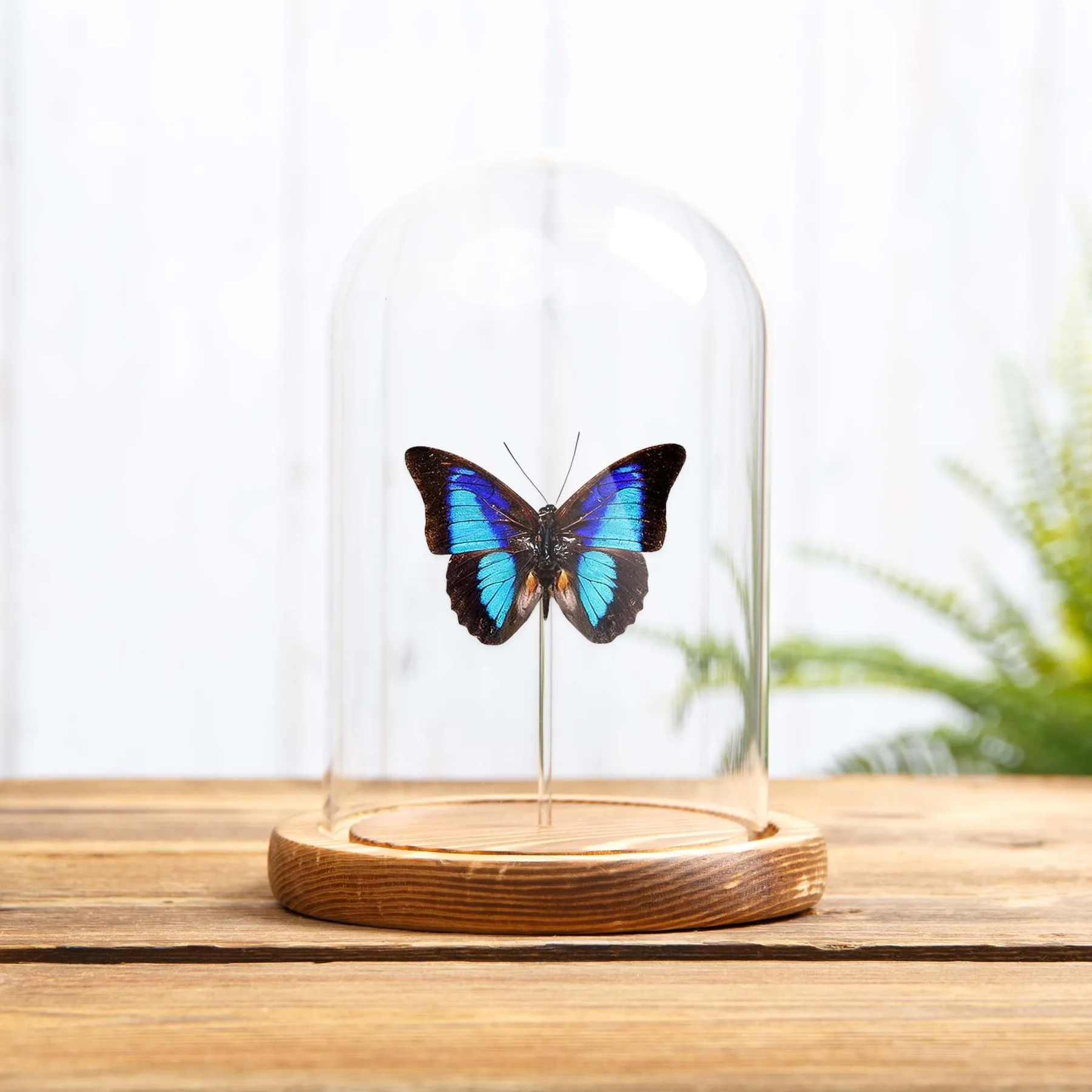 Minibeast Σκιά-Μπλε Leafwing σε Γυάλινο Θόλο (Prepona Laertes octavia)