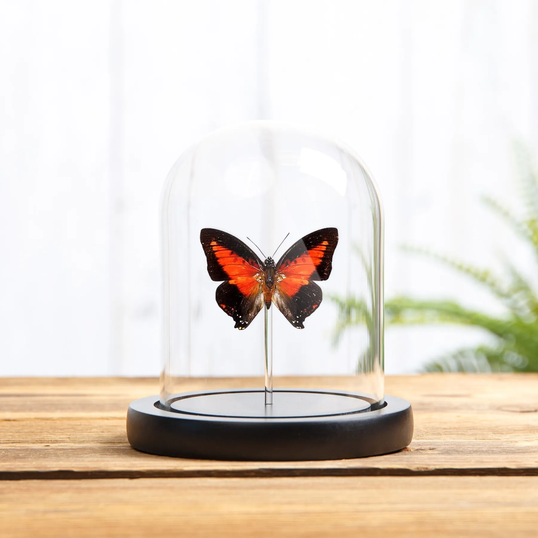 Minibeast Charaxes Rosso Splendente in Campana di Vetro (Charaxes zingha)