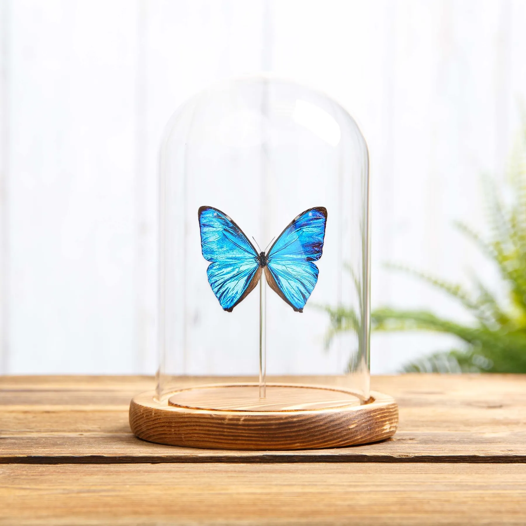 Minibeast Mariposa Morfo Aega en campana de vidrio (Morpho aega)