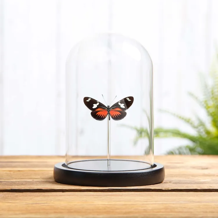 Doris Longwing sous cloche en verre (Heliconius doris)