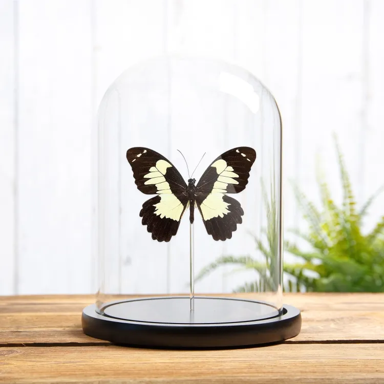 Papilio Euchenor en campana de vidrio de Papúa Nueva Guinea