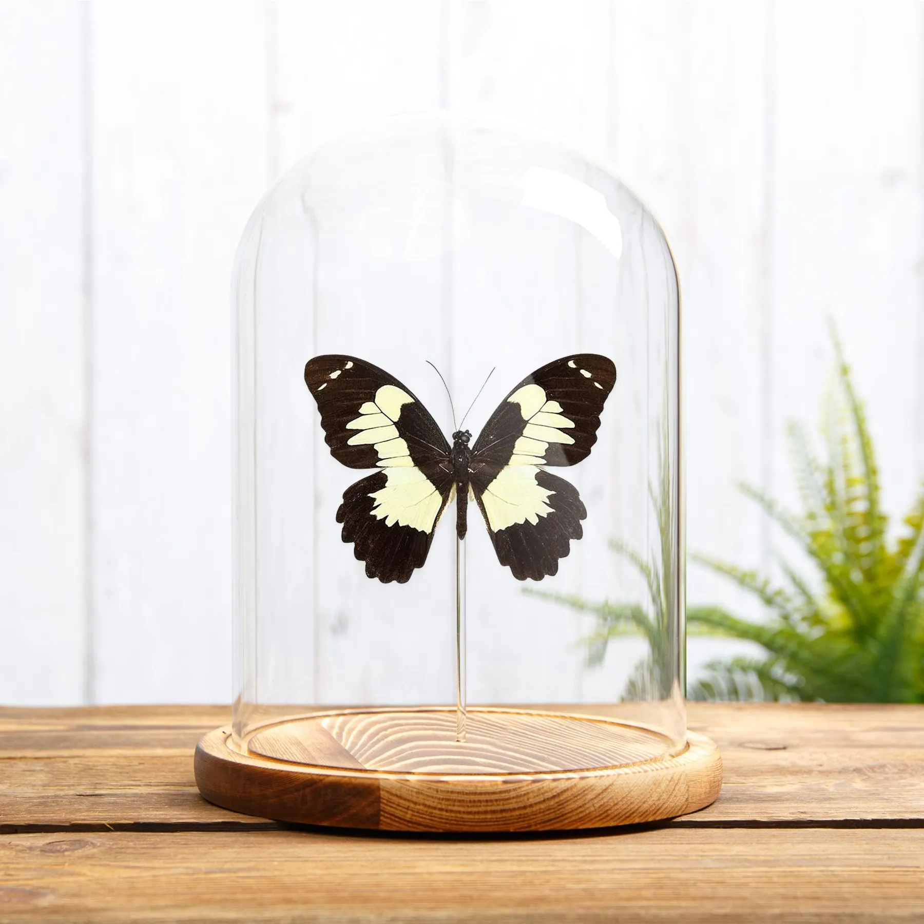 Papilio euchenor In Glass Dome From Papua New Guinea