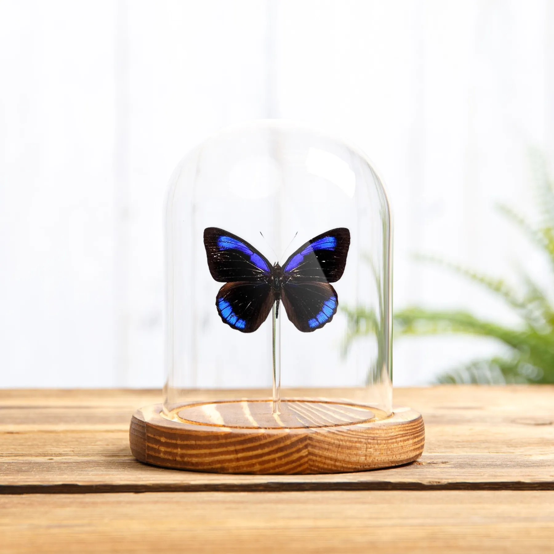 Dark Purplewing In Glass Dome (Eunica alcmena) Minibeast Dark Purplewing In Glass Dome (Eunica alcmena)
