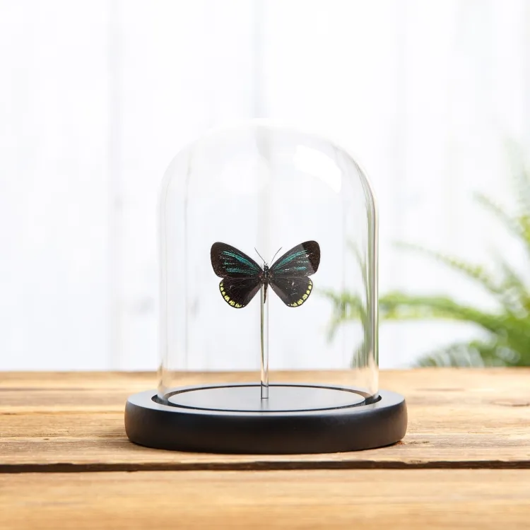 Cyadian Mexicain sous cloche en verre (Eumaeus toxea)