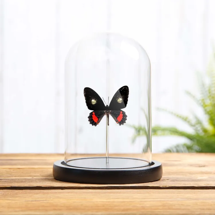Transandean Cattleheart In Glass Dome (Parides iphidamas)