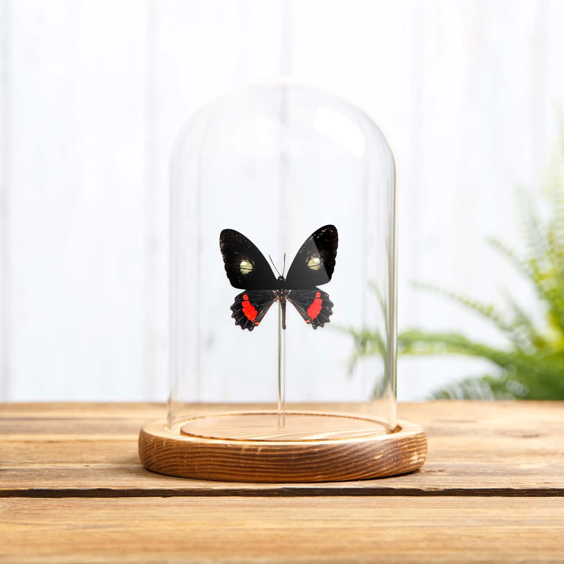 Transandean Cattleheart In Glass Dome (Parides iphidamas) Minibeast Transandean Cattleheart In Glass Dome (Parides iphidamas)
