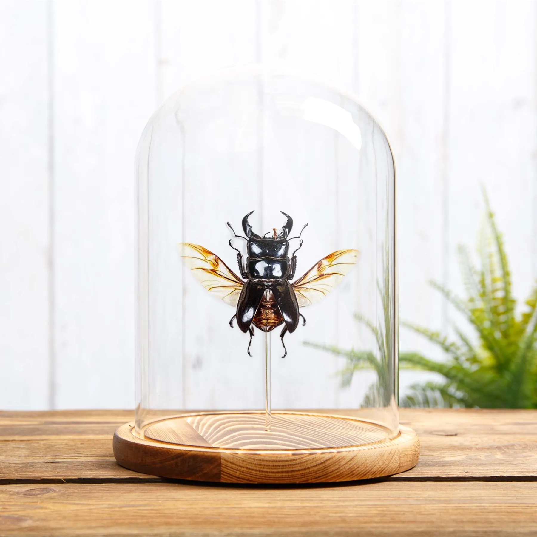 Minibeast Lucane géant aux ailes déployées sous sous cloche en verre (Dorcus titanus)