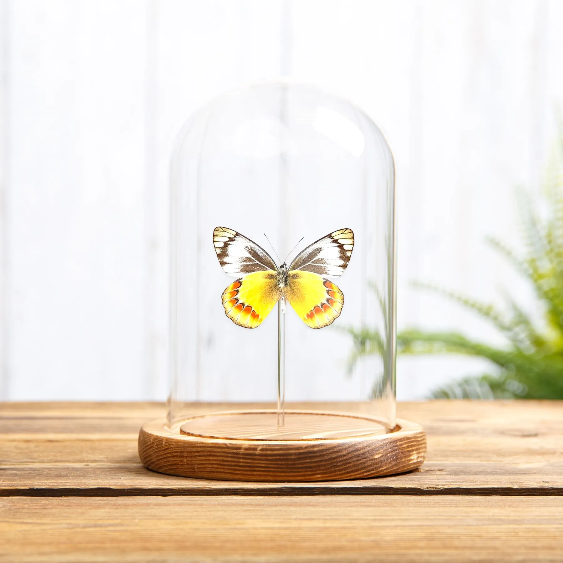 Minibeast Mariposa Delias en campana de vidrio (Delias sambawana)