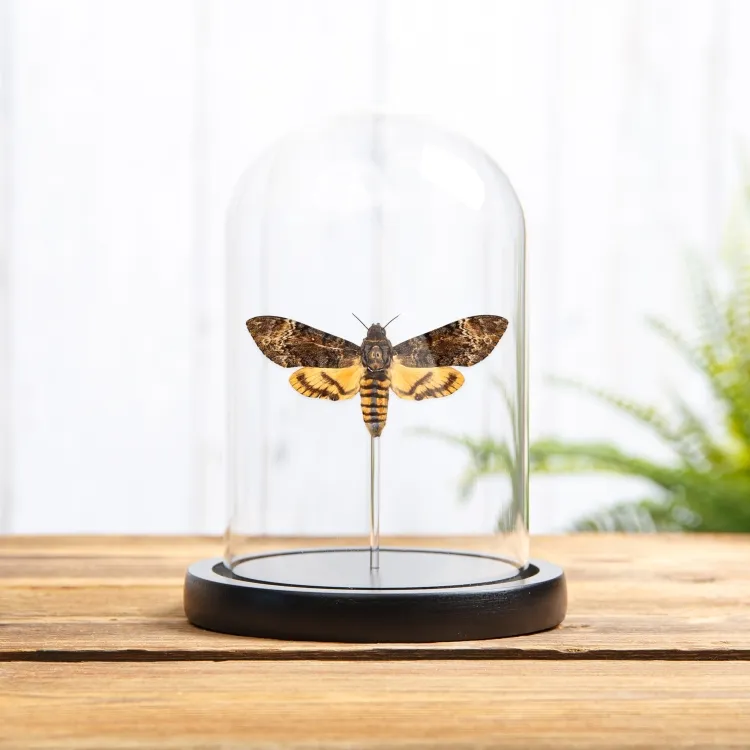 Death's Head Hawk Moth Silence of the Lambs In Glass Dome (Acherontia styx)