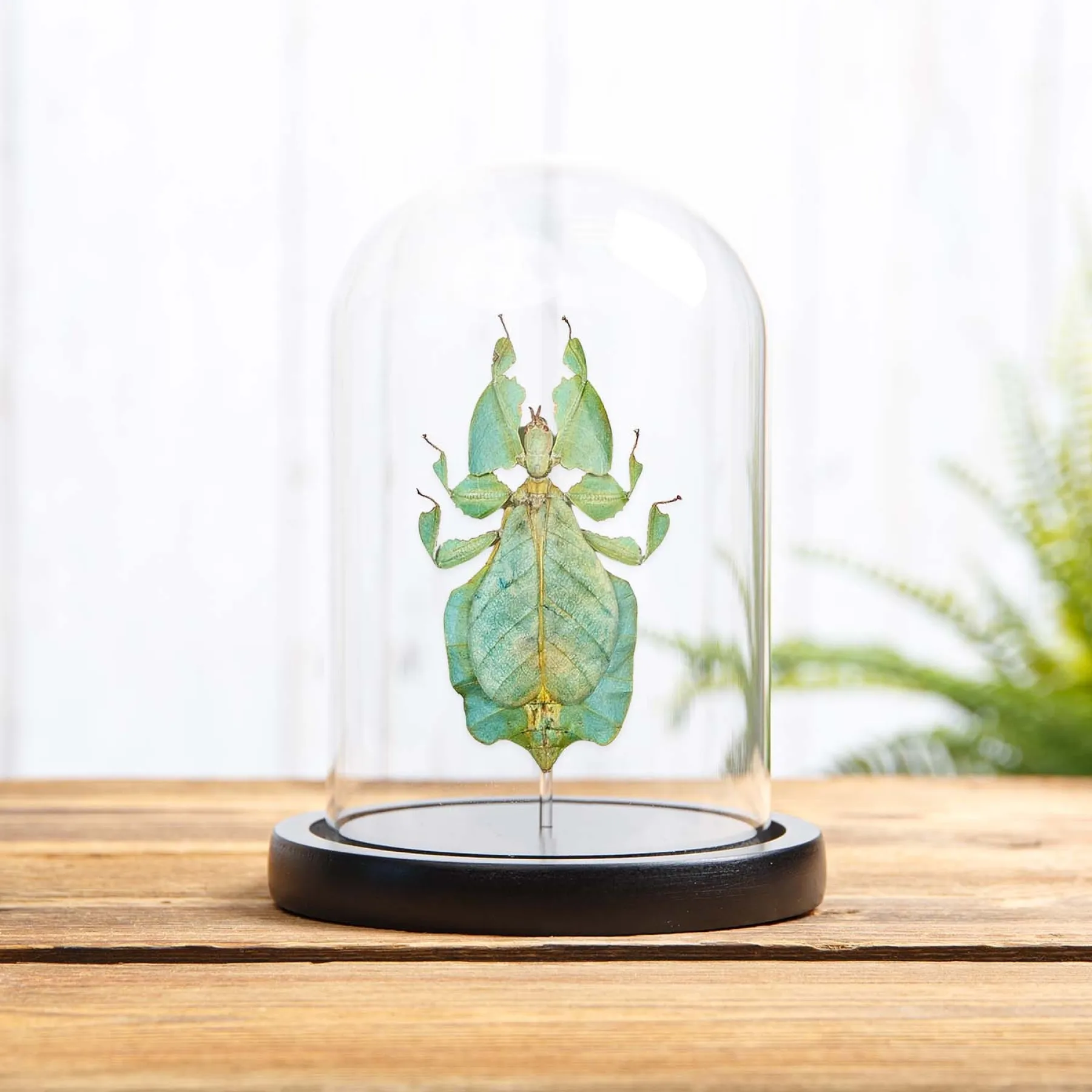 Minibeast Insecte Feuille de Gray sous cloche en verre (Phyllium bioculatum)
