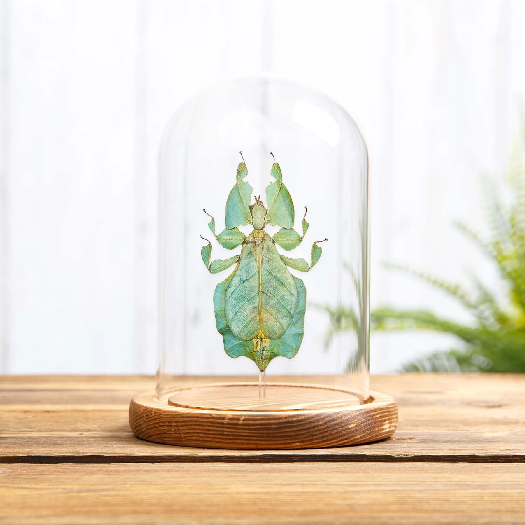 Minibeast Insecte Feuille de Gray sous cloche en verre (Phyllium bioculatum)