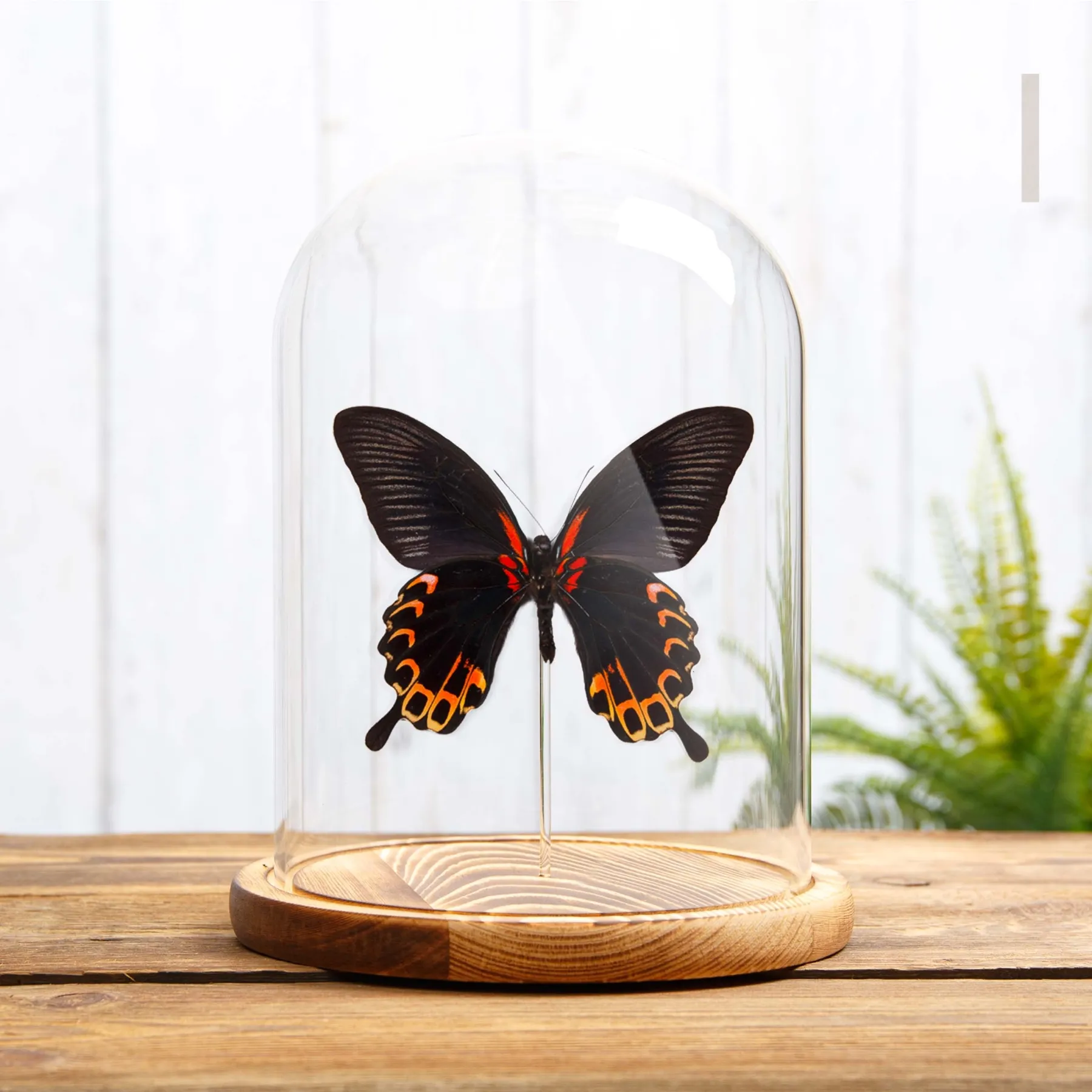 Swallowtail Butterfly Ventral Side In Glass Dome (Papilio deiphobus)