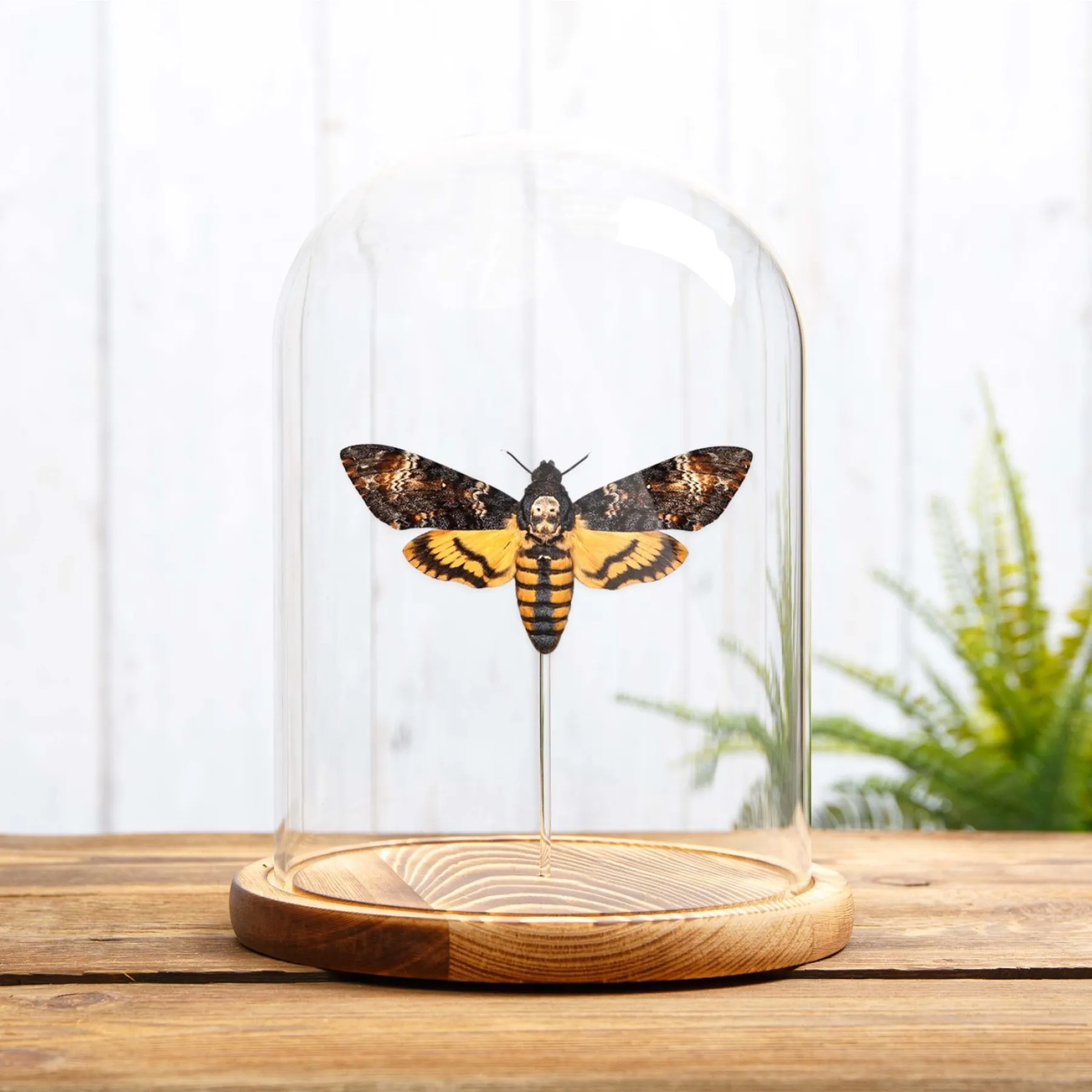 Death's Head Hawk Moth In Glass Dome (Acherontia atropos) Minibeast Death's Head Hawk Moth In Glass Dome (Acherontia atropos)