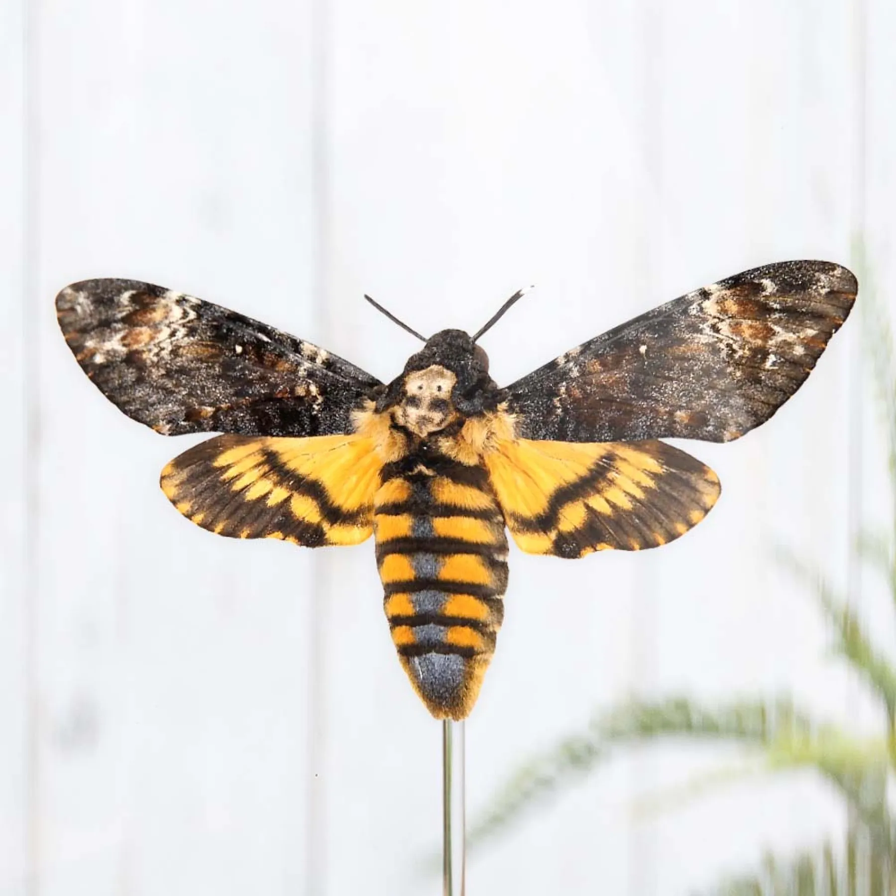 Death's Head Hawk Moth In Glass Dome (Acherontia atropos) Minibeast Death's Head Hawk Moth In Glass Dome (Acherontia atropos)