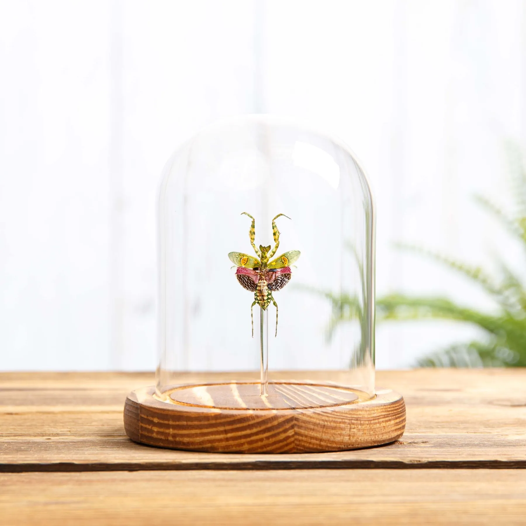 Female Jewelled Flower Mantis In Glass Dome (Creobroter gemmatus)