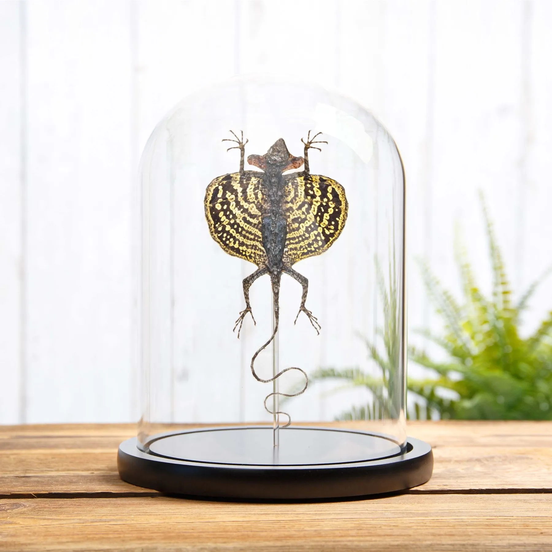 Minibeast Lézard Volant dans le Verre (Draco haematopogon)
