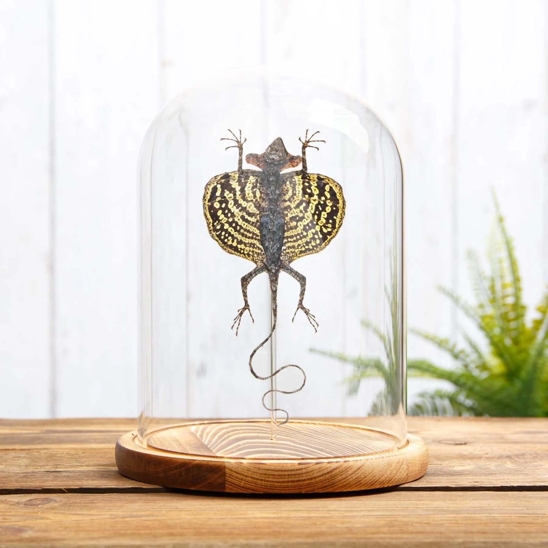 Minibeast Lézard Volant dans le Verre (Draco haematopogon)