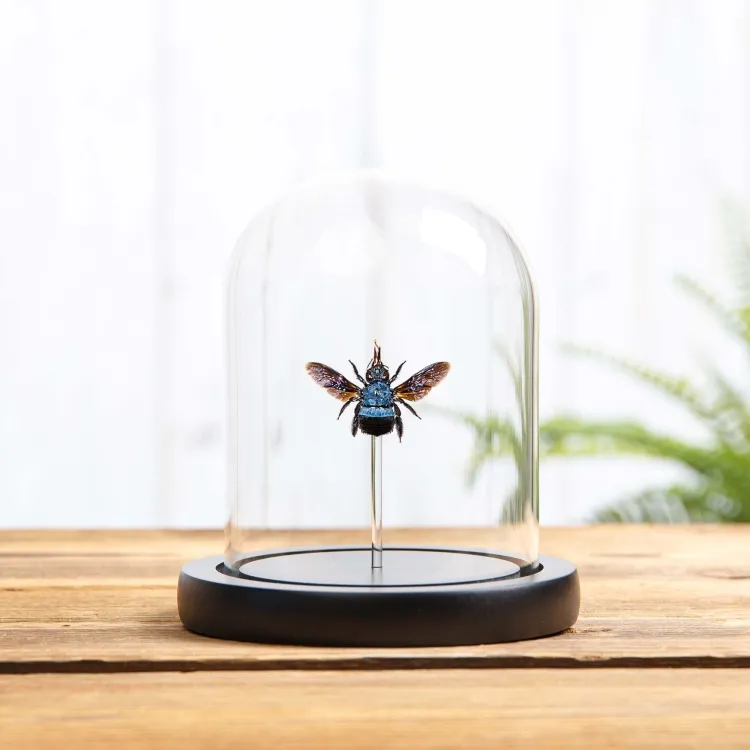 The Blue Carpenter Bee In Glass Dome (Xylocopa caerulea)
