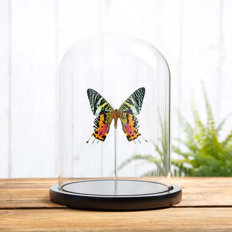 Madagascan Sunset Moth Ventral Side In Glass Dome (Chrysiridia rhipheus)