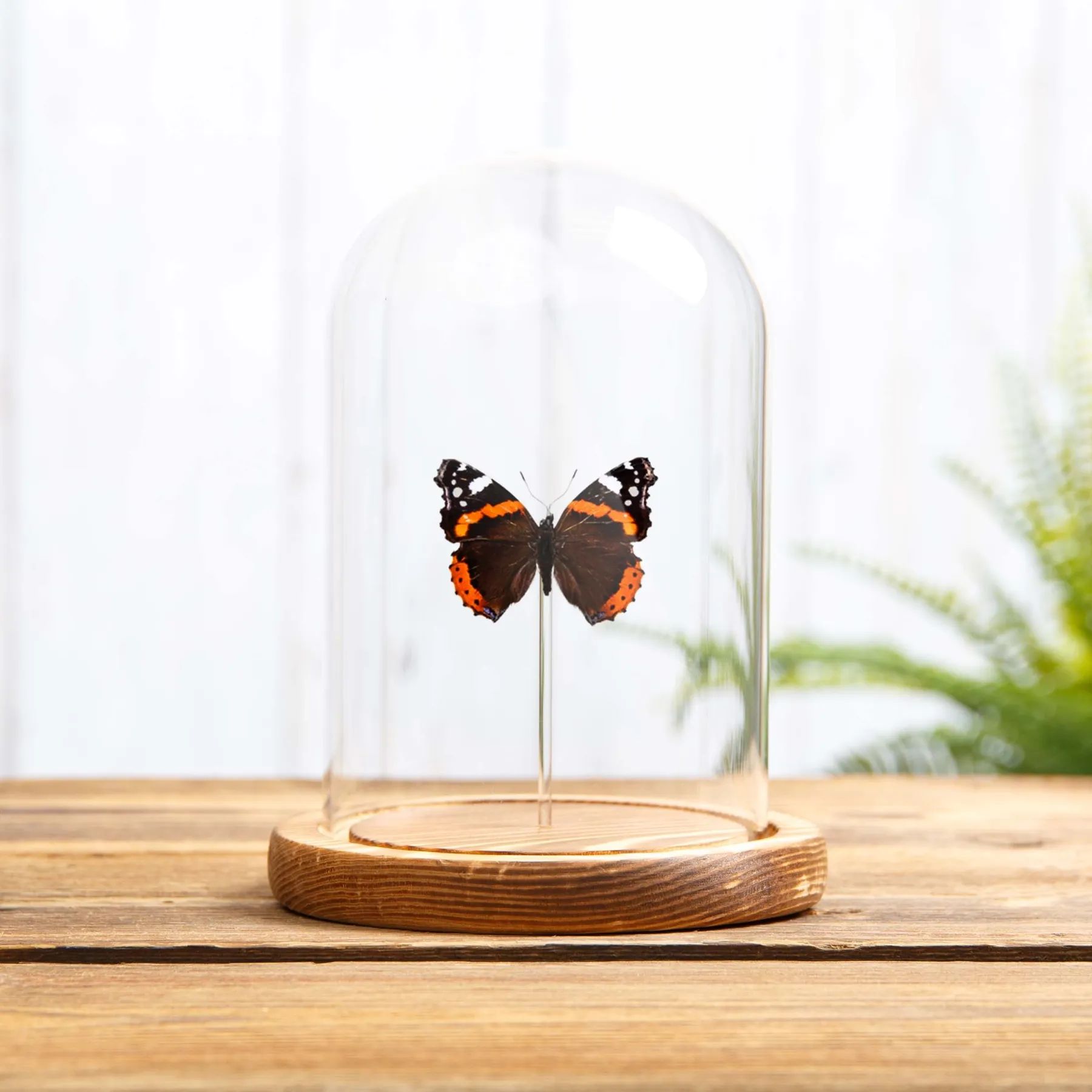 Minibeast Ο Κόκκινος Ναύαρχος σε γυάλινο θόλο (Vanessa atalanta)