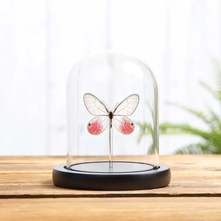 The Blushing Phantom Butterfly In Glass Dome (Cithaerias pireta)