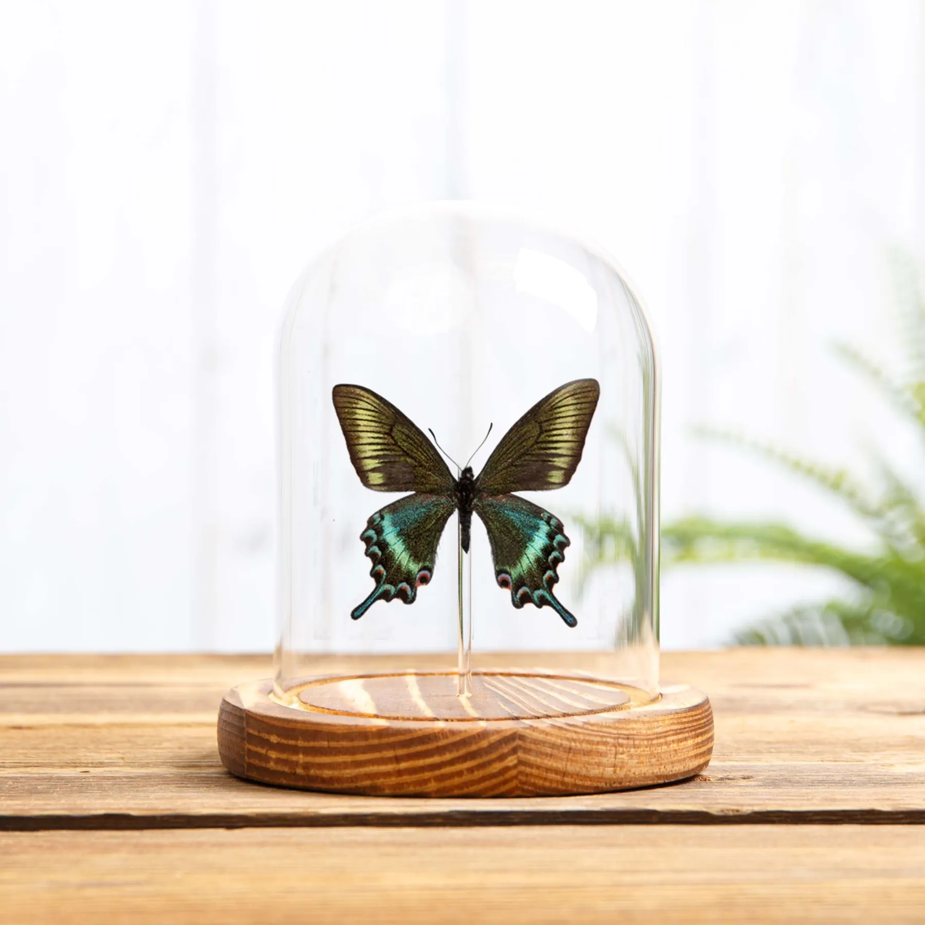 Minibeast Alpen Zwarte Swallowtail Lente Vorm in Glazen Stolp (Papilio maackii Lente Vorm)