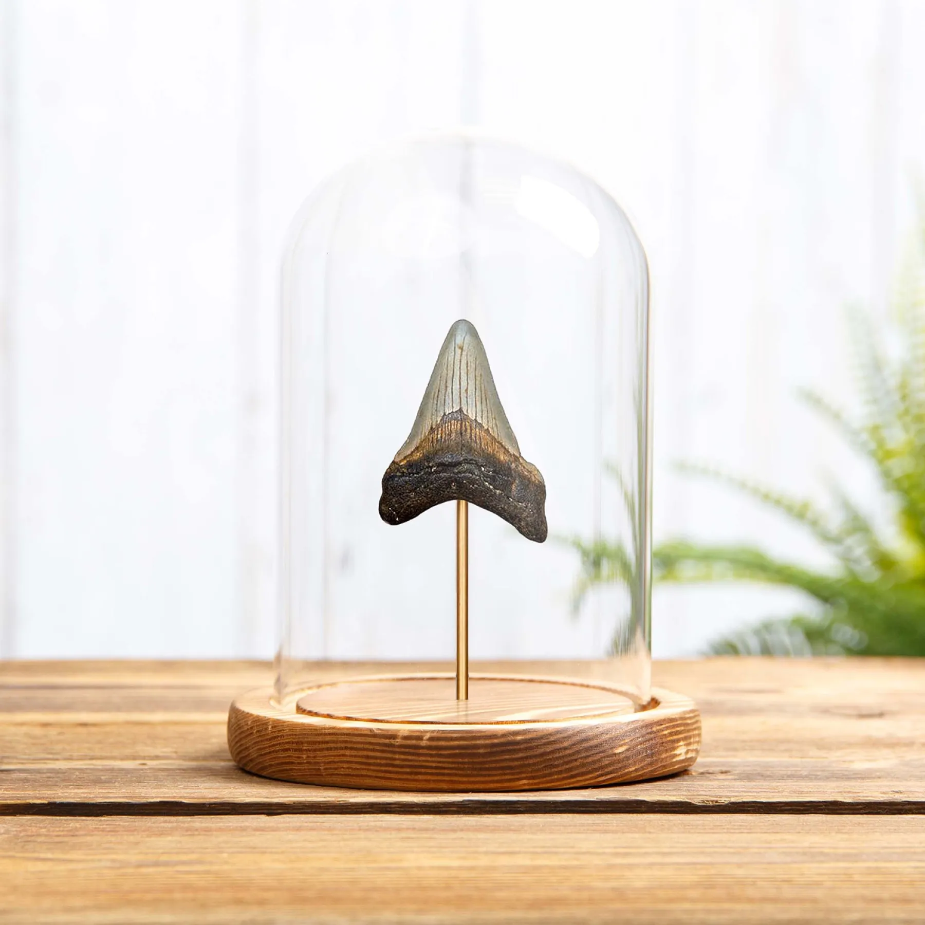 Minibeast 3 Inch Medium Megalodon Shark Tooth Fossil In Glass Dome (Carcharodon megalodon)