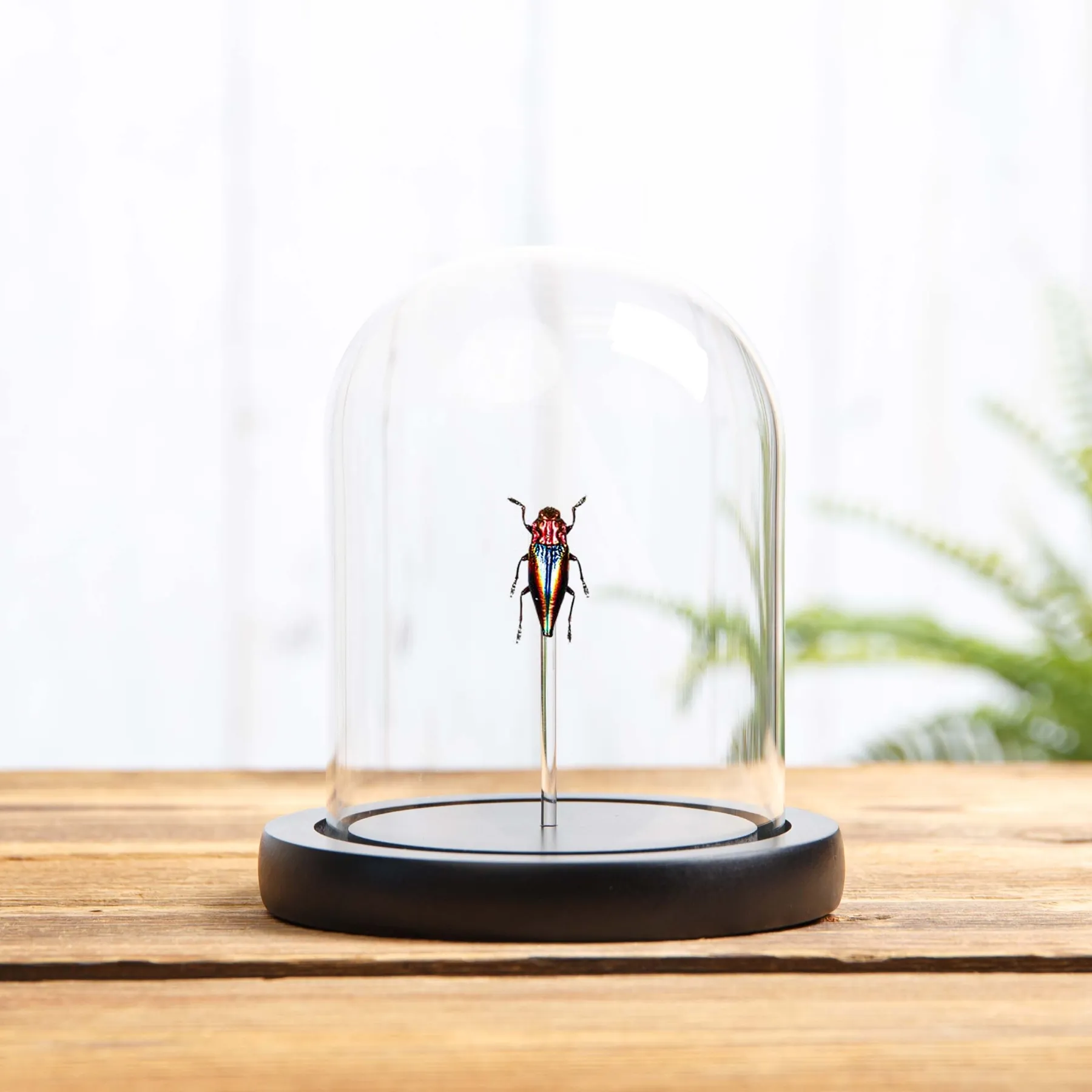 Minibeast ScarabéE Joyau Arc-en-Ciel sous cloche en verre (Cyphogastra javanica)