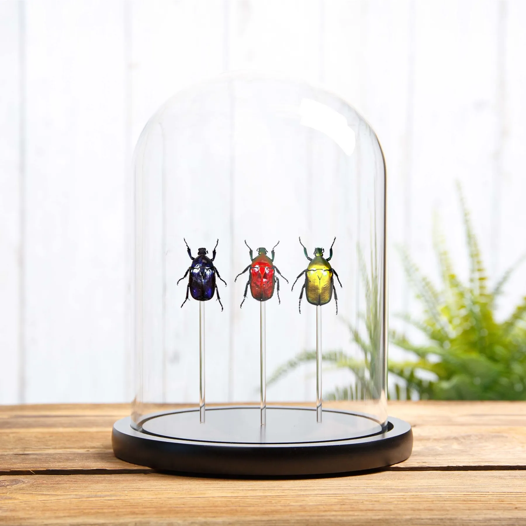 Flower Beetle Rainbow Trio In Glass Dome from Thailand Minibeast Flower Beetle Rainbow Trio In Glass Dome from Thailand
