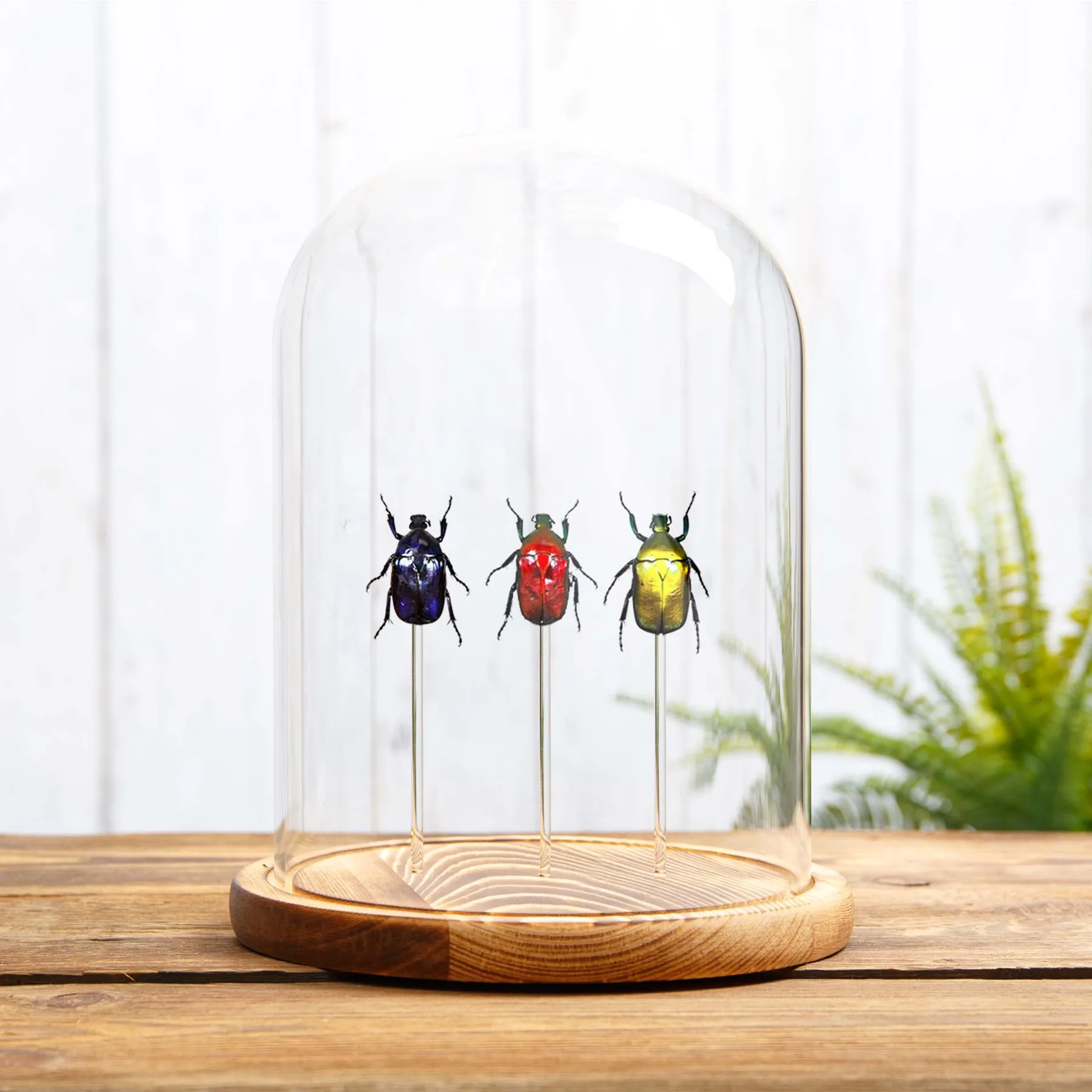 Flower Beetle Rainbow Trio In Glass Dome from Thailand Minibeast Flower Beetle Rainbow Trio In Glass Dome from Thailand