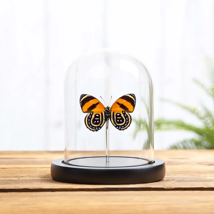 Cynosura eighty-eight Butterfly In Glass Dome (Callicore cynosura)