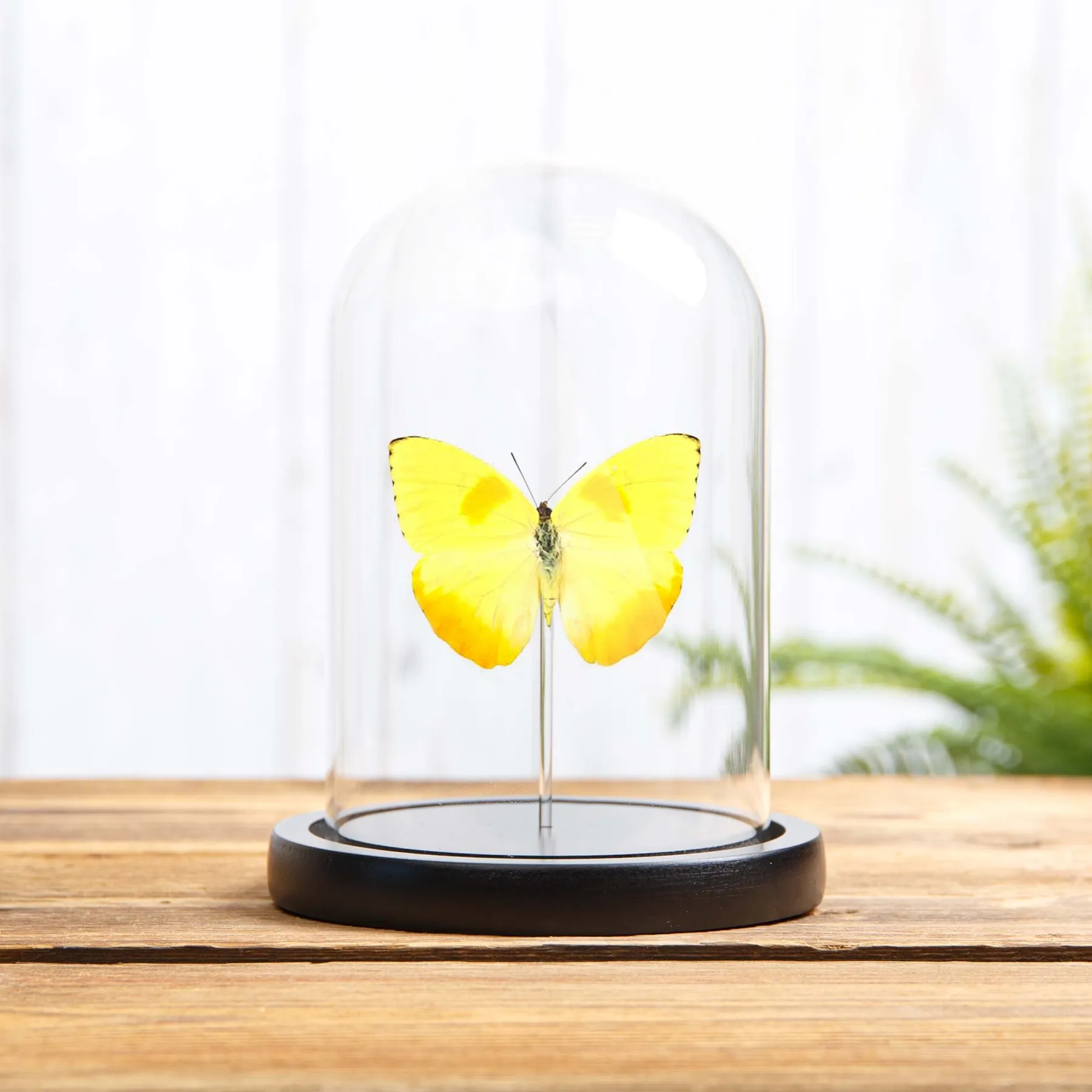 Minibeast Orange-Balken Schwefel-Schmetterling in einer Glasglocke (Phoebis philea)