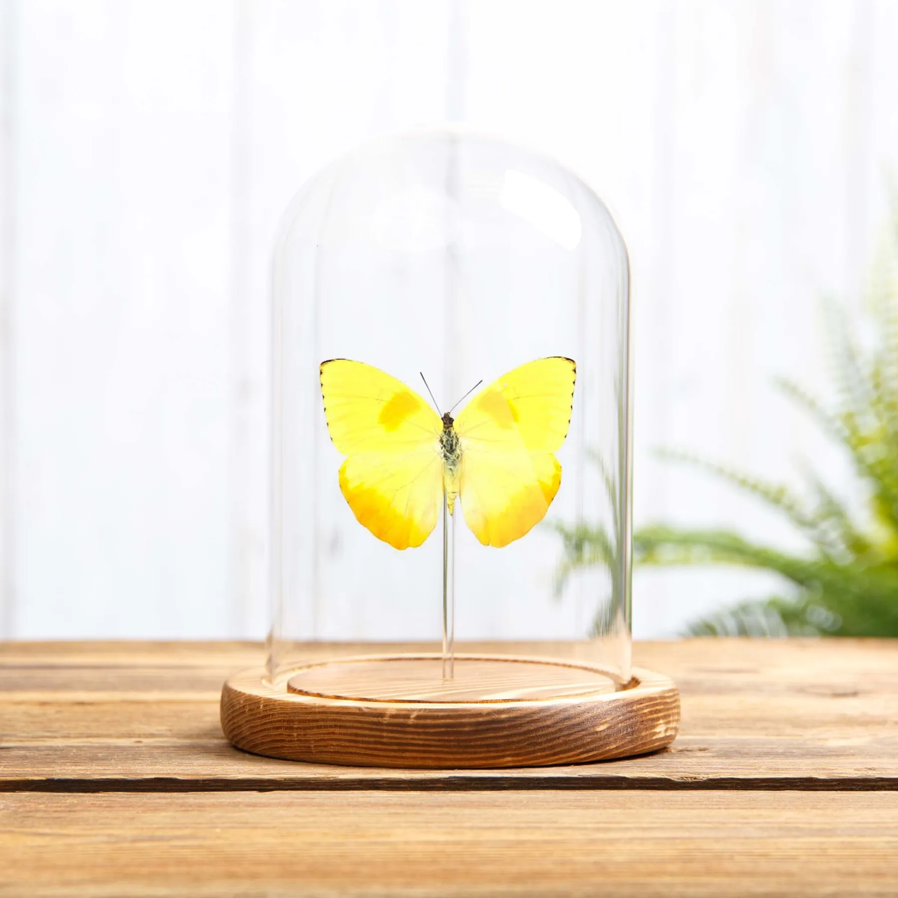 Minibeast Orange-Balken Schwefel-Schmetterling in einer Glasglocke (Phoebis philea)