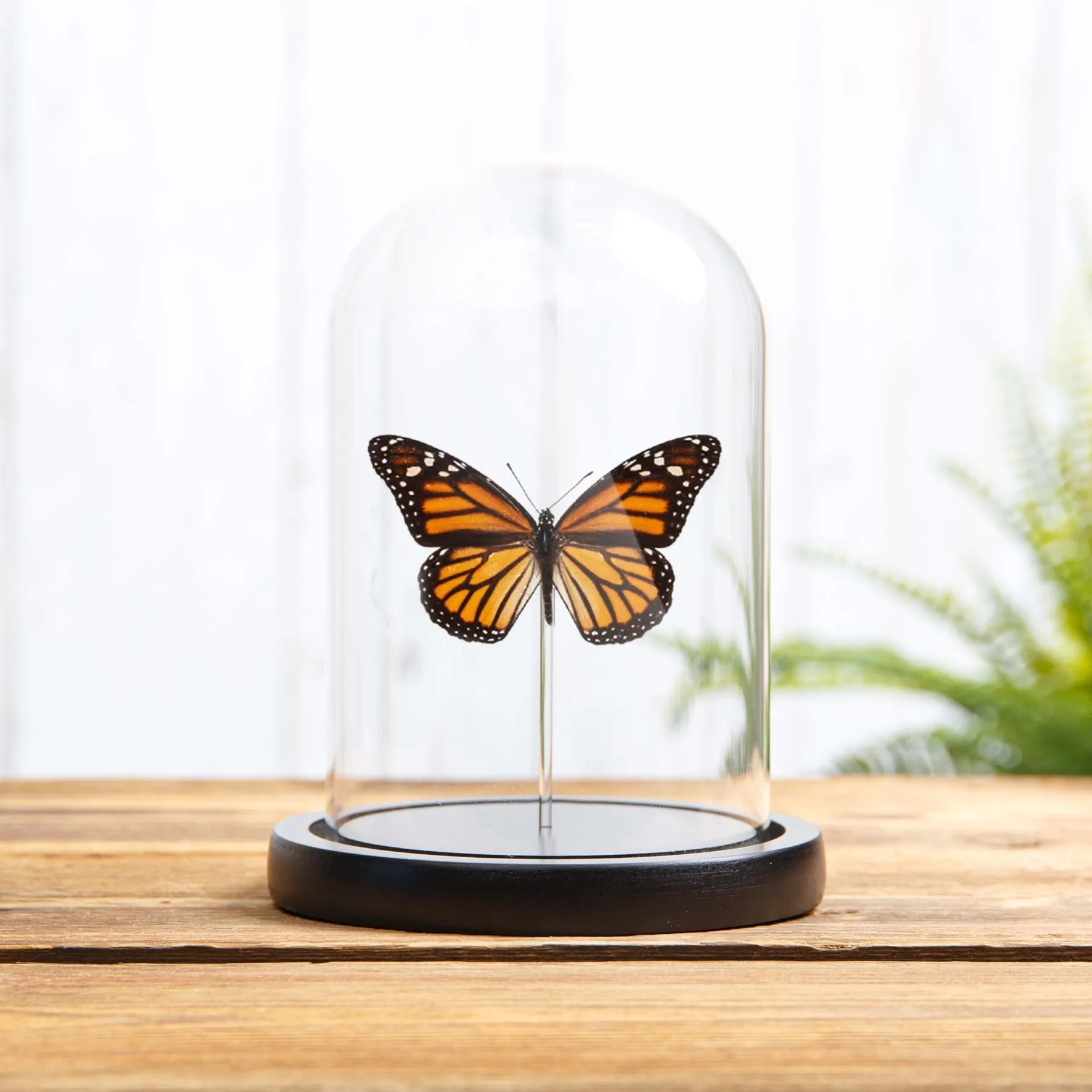 Monarch Butterfly In Glass Dome (Danaus plexippus) Minibeast Monarch Butterfly In Glass Dome (Danaus plexippus)