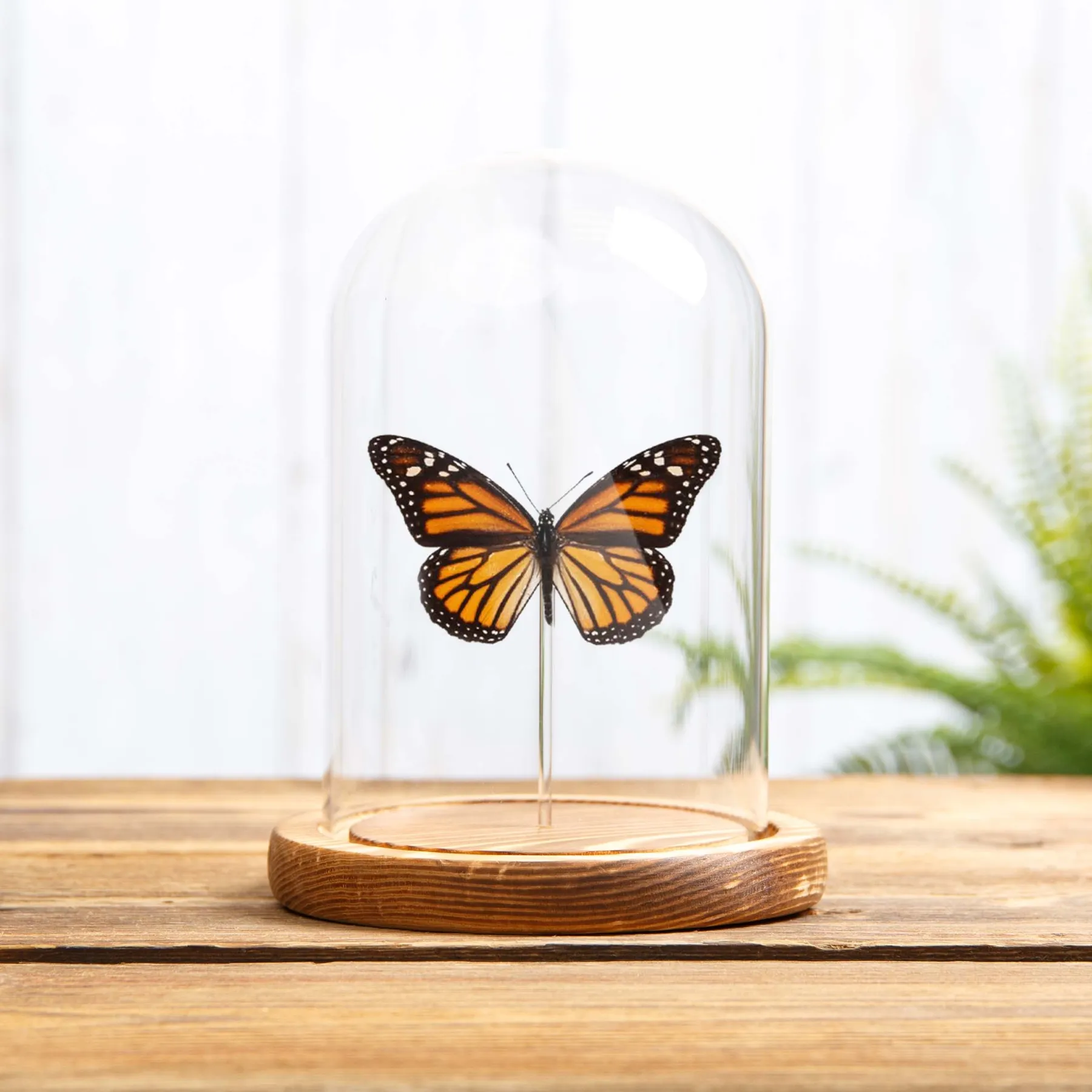 Monarch Butterfly In Glass Dome (Danaus plexippus) Minibeast Monarch Butterfly In Glass Dome (Danaus plexippus)