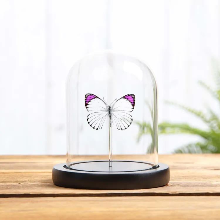 Bushveld Purple Tip Butterfly In Glass Dome (Colotis ione)