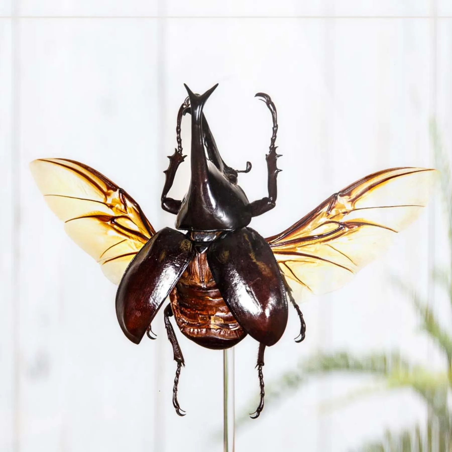 Minibeast Siamese Neushoornkever in Glazen Stolp (Xylotrupes gideon)
