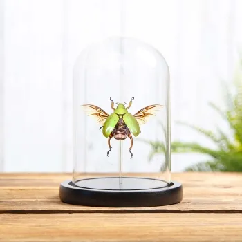 Scarabe Rutelin sous cloche en verre (Chrysina adolphi)